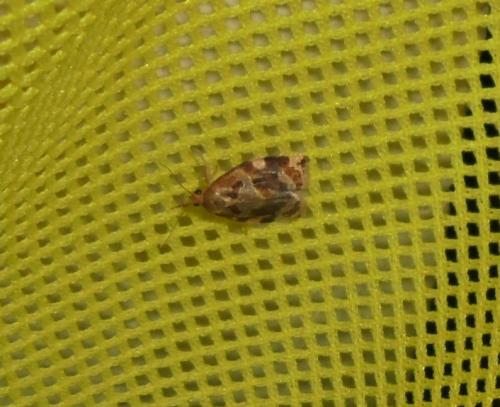 Réf. 285 102 : Archips xylosteana